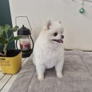 헬로그루밍 이미지