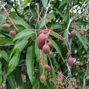 미란농장 이미지