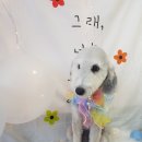 늘, 이쁘개 이미지