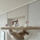 카우보이치킨 신장점 | [간식] 급여했던 간식 리스트 (츄르, 원물/동결 건조 간식, 드링크 등)