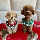 배넷 | 진주 펫츠텔 미용 후기 : 배넷미용