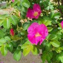 해당화경로당 이미지