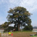 영풍 병산리 갈참나무 | 나무 34: 영풍 병산리 갈참나무