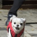 강아지 나라 이미지