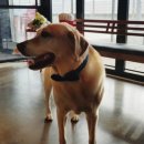 미미네강아지 이미지