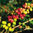 체리빈Coffee 이미지