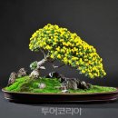 나비환경(주) 투어코리아