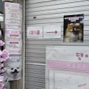 제8회 댕이득 마켓 첫날 방문기｜이벤트 및 구매 후기등 4/11~12