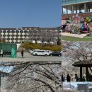 평택대학교 | 평택 대학교 벚꽃축제 평일 후기
