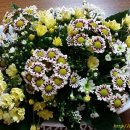 엘리네집 이미지