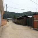 누룩꽃이 핀다 이미지