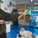 익산 고양이카페 아이캣유 이미지