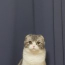 라무야 이미지