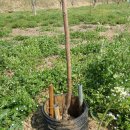 청전농장 이미지