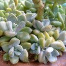 주)골드미인 이미지