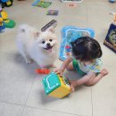 제이 애견 미용 이미지