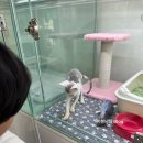 퍼피캣 강아지분양 인천루원시티점 | 가정동 루원시티 강아지 고양이 분양전문점 ‘퍼피캣’