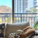 퍼피애견 이미지