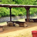 늘솔길공원양떼목장 이미지