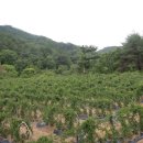 매산농장 이미지