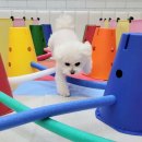 멍찌애견유치원 이미지