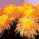 천안연암대학 이미지