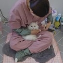 두부두부캣묭실 이미지