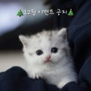 다다캣 네이버블로그