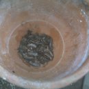 뱀닭의 재료(네이버카페 백두산본초이야기의 2007.08.13 03:30의 게시물을 옮겨왔습니다.) 이미지