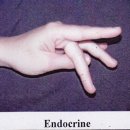 endocrine & exocrine 이미지