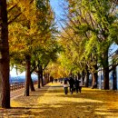 곡교천 은행나무길 이미지