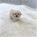 플라워퍼피 이미지