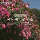 1766 | 산청 가볼 만한 곳 장미꽃 숨은 명소 천하태평 장미 농원