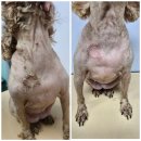 토실이네 애견 이미지