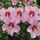 생의찬가 이미지