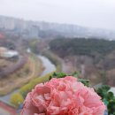 다온제나