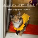 고양이 환묘복 로지의상실 구매기 (7개월 고양이 사이즈 후기)