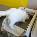 고양이 5마리 다묘집사의 아이지메이드 자동화장실 내돈내산 사용후기