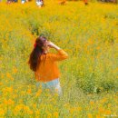 제주도 산방산 유채꽃 제주 유채꽃 명소 위치