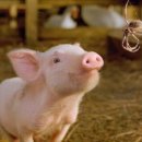 샬롯의 거미줄 이미지