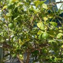 라임나무 이미지