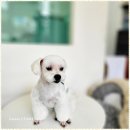 멍뭉이 살롱 이미지