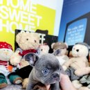 아이러브독 애견미용실 이미지