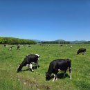 동부목장 | [홋카이도 동부 여행] 와타나베 목장 체험 후기