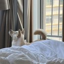 우리집 멍뭉 이미지