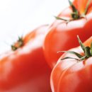 토마토 효능 보관방법 종류 칼로리 이미지