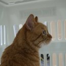 (주)펫에어라인 이미지