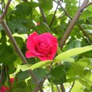 장미다방 이미지