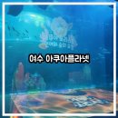 우림유치원 | [유아 동반/아기랑] 여수 아쿠아플라넷 방문기! 벨루가부터 인어공주 공연까지!