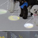 패션펫플